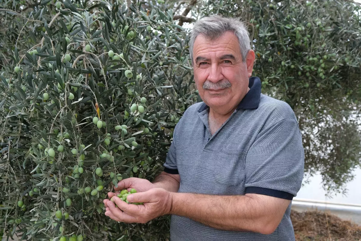 alanyada zeytin hasadi basladi rekolte yuzde 40 d dustu eQJWtPpU.jpg