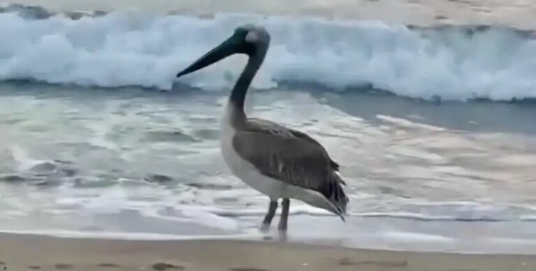 inkumuda pelikan bulundu vEFs5h5J.jpg