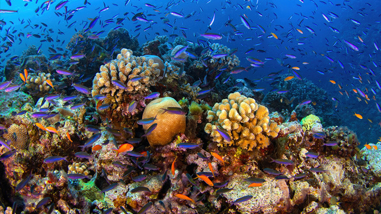 Küresel ısınma: Mercan resifleri artık yaşam desteklemiyor kuresel isinma mercan resifleri artik yasam desteklemiyor iv3msn7K.jpg