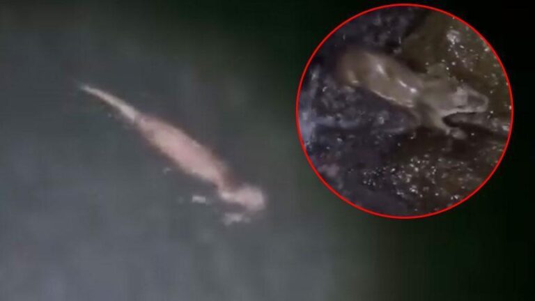 tatil beldesinde goruntulendi sudan cikti vatandaslar elleriyle besledi nAzTYzUm.jpg