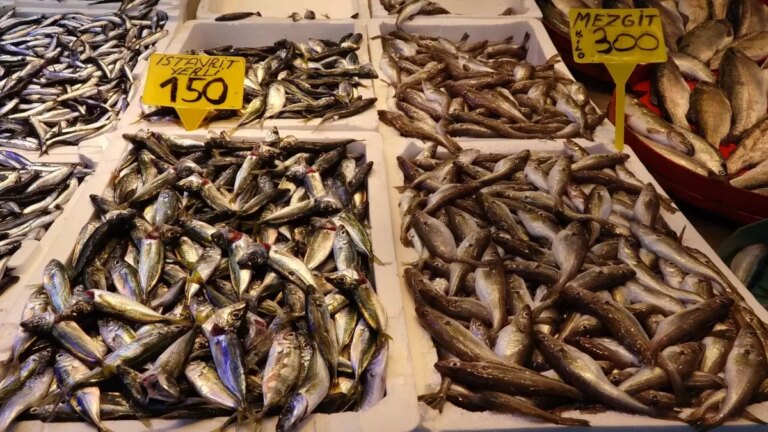 trabzonda balik bollugu zxRUhWib.jpg