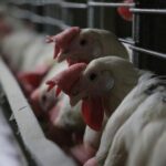 abdde-h5n5-kus-gribi-kaynakli-ilk-insan-olumu-kaydedildi-1AaE2yJu.jpg