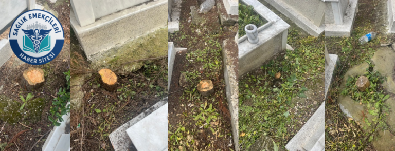 buca-gokdere-mezarliginda-agac-katliami-vatandaslardan-tepki-yagiyor-saglik-emekcileri-haber-kanali-EEseUVLB.png
